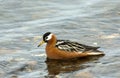 Rosse Franjepoot; Grey Phalarope; Phalaropus fulicarius