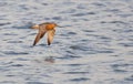 Rosse Grutto, Bar-tailed Godwit, Limosa lapponica Royalty Free Stock Photo