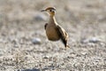 Rosse Renvogel, Burchell's Courser, Cursorius rufus