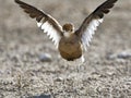 Rosse Renvogel, Burchell's Courser, Cursorius rufus