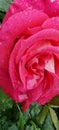 rosse roses, water drop on the petals red fresh srping background