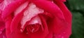 rosse roses, water drop on the petals red fresh srping background