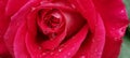 rosse roses, water drop on the petals red fresh srping background