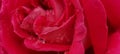 rosse roses, water drop on the petals red fresh srping background