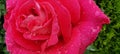 rosse roses, water drop on the petals red fresh srping background