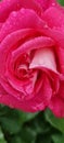 rosse roses, water drop on the petals red fresh srping background