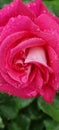 rosse roses, water drop on the petals red fresh srping background