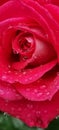 rosse roses, water drop on the petals red fresh srping background