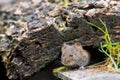 Rosse Woelmuis, Bank Vole, Myodes glareolus