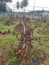 Rossel fruit plantations Royalty Free Stock Photo