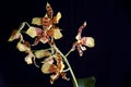 Rossioglosum orchid 2 Royalty Free Stock Photo