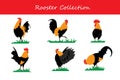 Roster Cocks Collection. Vector illustration.