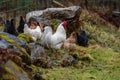 A roster with several hens looking for food