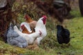 A roster with several hens looking for food