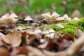 Rostiger Helmling (Mycena zephirus ) im Herbstwald Royalty Free Stock Photo