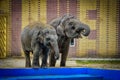 Two elephants in Rostov-on-Don city zoo