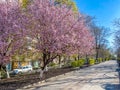 Rostov-on-Don, Russia - 2020: Pushkinskaya street without people