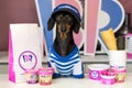 ROSTOV-ON-DON, RUSSIA - SEPTEMBER 17, 2017: Dachshund dog, black and tan, in the cap, ice-cream seller behind the counter in the c