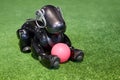 Japanese robot dog Aibo of black color lies on a green artificia