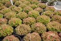 Rosularia Platyphylla , Tons of succulents in pots in nurseries Royalty Free Stock Photo