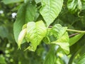 Rosy Apple Aphid, Dysaphis Plantaginea, plant disease, Detail of affected leaf