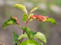 Rosy Apple Aphid Dysaphis Plantaginea