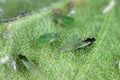 Rosy apple aphid (Dysaphis plantaginea) on the underside of a curled apple leaf. A colony.