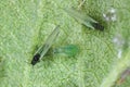 Rosy apple aphid (Dysaphis plantaginea) on the underside of a curled apple leaf.