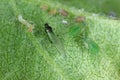 Rosy apple aphid (Dysaphis plantaginea) on the underside of a curled apple leaf.