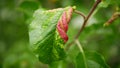 Rosy apple aphid galls reddish-grey leaf Dysaphis plantaginea pest parasitic sick insect causes loss disease of crop Royalty Free Stock Photo