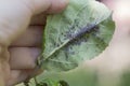 Aphids on the inside of the leaf.Agricultural pest Royalty Free Stock Photo