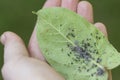 Aphids on the inside of the leaf. Agricultural pest Royalty Free Stock Photo