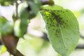 Rosy apple aphids on the inside of the leaf.Agricultural pest Royalty Free Stock Photo