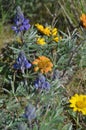 Rosy Balsam and Lupine Species, Shrub Steppe Jewels, Horse Heaven Hills, Eastern Washington State