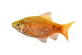 Rosy Barb Male Pethia conchonius freshwater tropical aquarium fish
