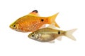 Rosy Barb Pair Pethia conchonius Male Female freshwater tropical aquarium fish