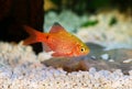 Rosy Barb Pethia conchonius freshwater tropical aquarium fish Royalty Free Stock Photo