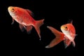 Rosy Barb Pethia fish on black Royalty Free Stock Photo