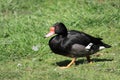 Rosy-billed duck