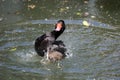 Rosy-Billed Pochard Royalty Free Stock Photo
