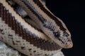 Rosy boa Royalty Free Stock Photo