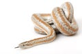 Rosy Boa Royalty Free Stock Photo