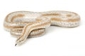 Rosy Boa Royalty Free Stock Photo