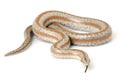 Rosy Boa Royalty Free Stock Photo