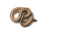 The rosy boa isolated on white background Royalty Free Stock Photo