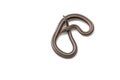 The rosy boa isolated on white background Royalty Free Stock Photo