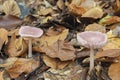 The Rosy Bonnet Mycena rosea is a poisonously mushroom Royalty Free Stock Photo