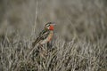 Rosy-breasted longclaw, Macronyx ameliae Royalty Free Stock Photo