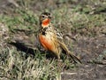 Rosy-breasted longclaw or Rosy-throated longclaw, Macronyx ameliae Royalty Free Stock Photo