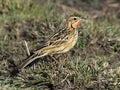 Rosy-breasted longclaw or Rosy-throated longclaw, Macronyx ameliae Royalty Free Stock Photo